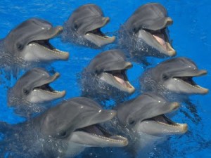 The New Consciousness : Dolphins, Whales and Angels