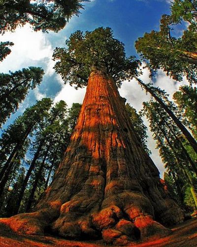tyberonn_sequoia