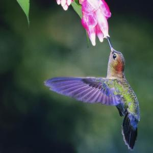 Hummingbirds are the only birds that can hover