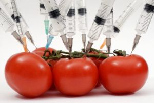 GMO_tomato