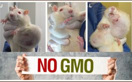 GMO_Rats