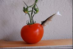 GMO_Tomato1