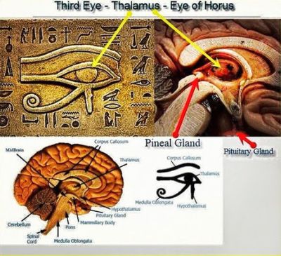 A comparison of a cross section of the human brain and the eye of Ra symbol from ancient Egypt. The design is very similar showing that this eye was really used to symbolize an inner spiritual vision given by the pineal gland.