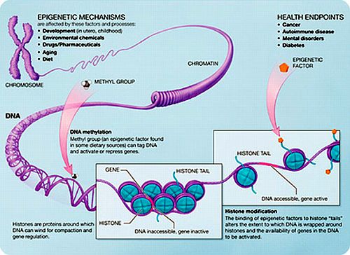 EpigeneticsDNA