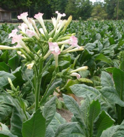flower_tobacco