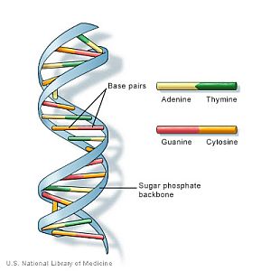DNA_Composition