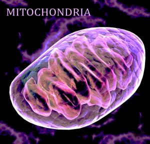 DNA_Mitochondria