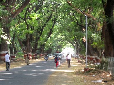 TreesIndia