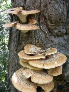 MushroomTreeGrass