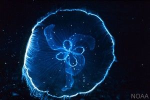 Medusa “Moon Jelly,” photo from NOAA.