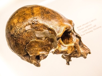 Paracas elongated skull