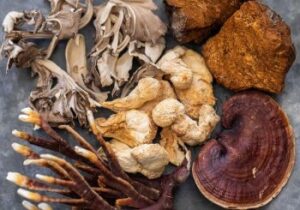 Guide to Nutrient-Packed Mushrooms for Holistic Wellbeing