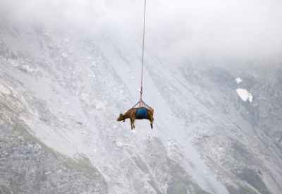 Swiss Alps cow
