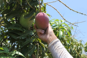 mango picking