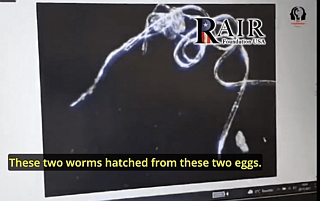 worms in vaccine