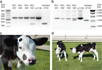 gene edited cattle