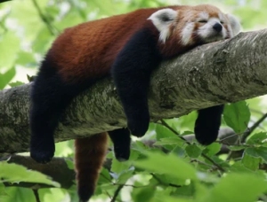What nonhuman animals experience while sleeping 