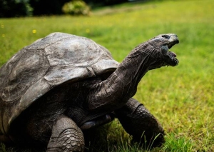 Jonathan the tortoise, celebrates 190th birthday
