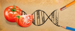 Development & Sale Of Gene-Edited Food Now Legal in England