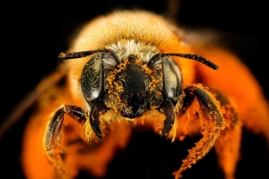 Unpacking the Emotional Lives of Bees: What a Bee Knows
