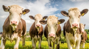 Irish Government Moves To Cull 200,000 Healthy Cows 